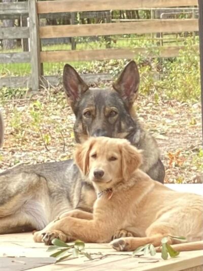 Downtown Dog - Aiken, SC - Aiken, SC