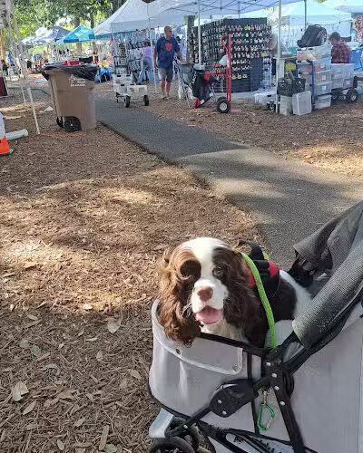 Downtown Dog - Aiken, SC - Aiken, SC