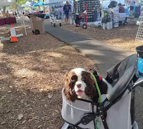 Downtown Dog - Aiken, SC - Aiken, SC