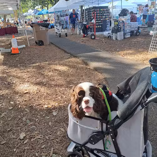 Downtown Dog - Aiken, SC - Aiken, SC