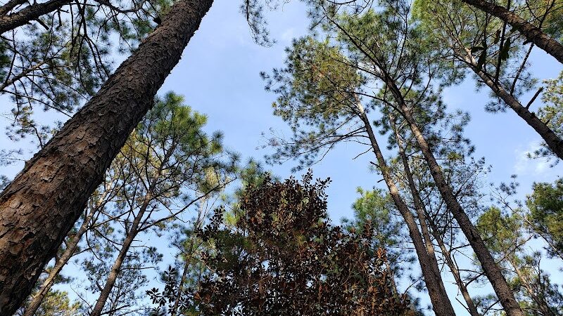 Henderson Heritage Preserve - Aiken, SC