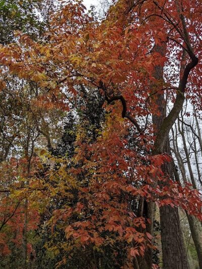 Hitchcock Woods - Aiken, SC