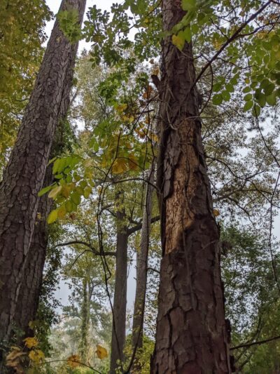 Hitchcock Woods - Aiken, SC