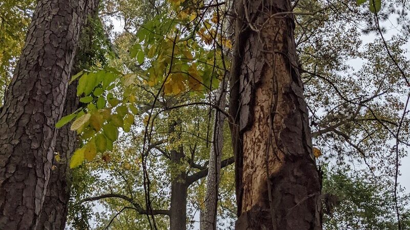 Hitchcock Woods - Aiken, SC