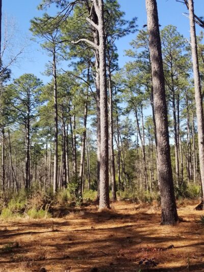 Hitchcock Woods - Aiken, SC