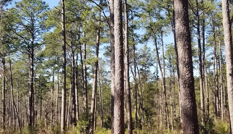 Hitchcock Woods - Aiken, SC