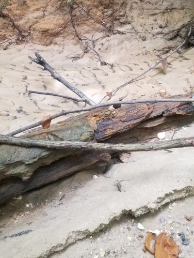 Hitchcock Woods - Aiken, SC