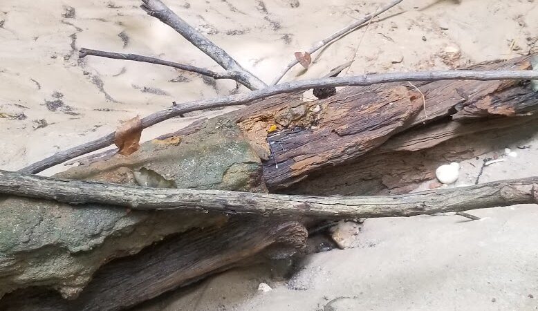 Hitchcock Woods - Aiken, SC