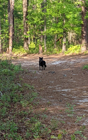 Hitchcock Woods: Clark Road Entrance - Aiken, SC
