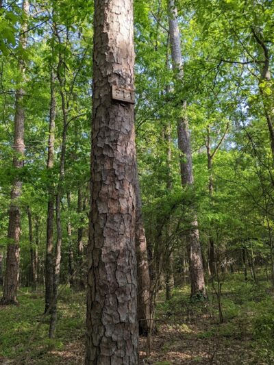 Hitchcock Woods: Clark Road Entrance - Aiken, SC