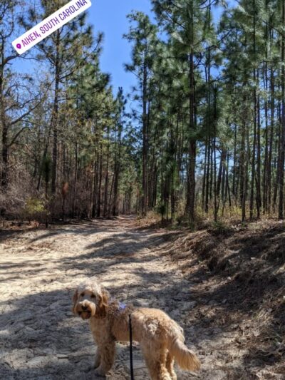 Hitchcock Woods Foundation - Aiken, SC