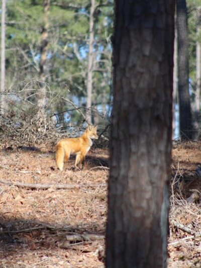 Hitchcock Woods Foundation - Aiken, SC