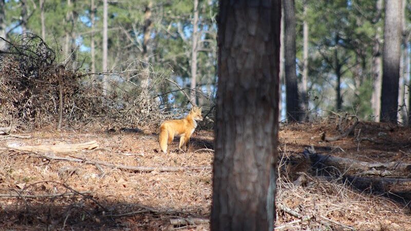 Hitchcock Woods Foundation - Aiken, SC