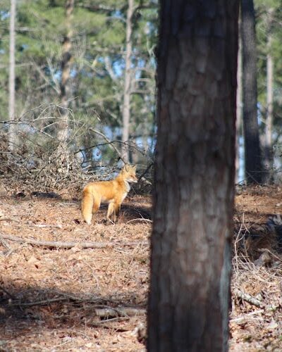 Hitchcock Woods Foundation - Aiken, SC
