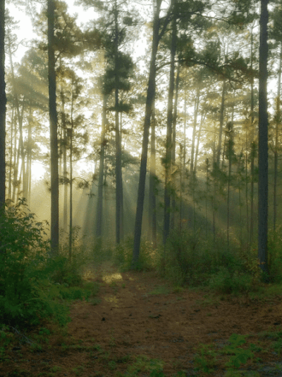 Hitchcock Woods Foundation - Aiken, SC
