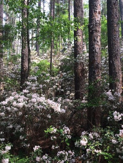 Hitchcock Woods Foundation - Aiken, SC
