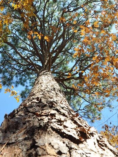 Hitchcock Woods Foundation - Aiken, SC