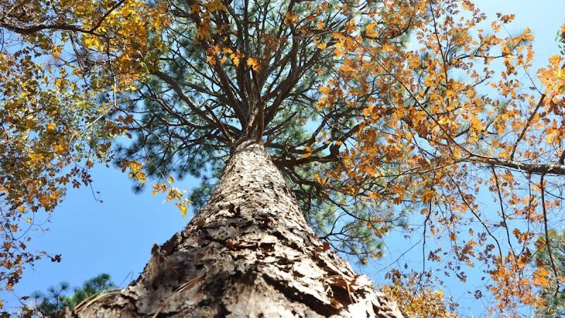 Hitchcock Woods Foundation - Aiken, SC