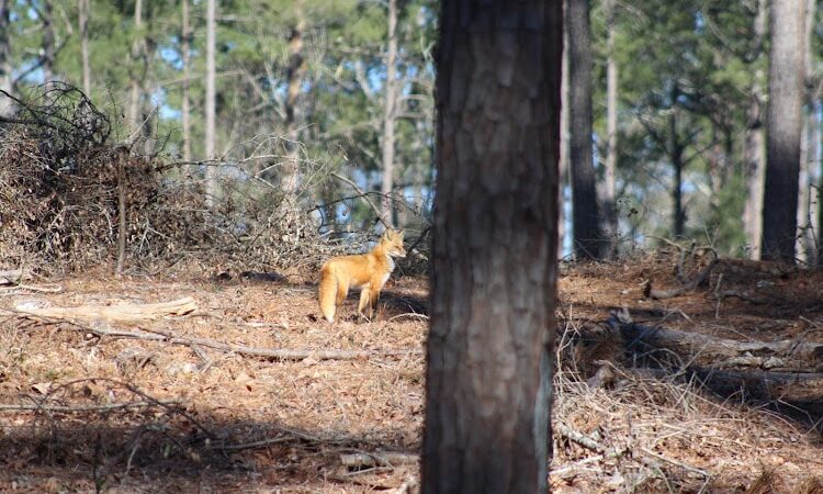Hitchcock Woods Foundation - Aiken, SC