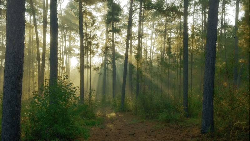 Hitchcock Woods Foundation - Aiken, SC