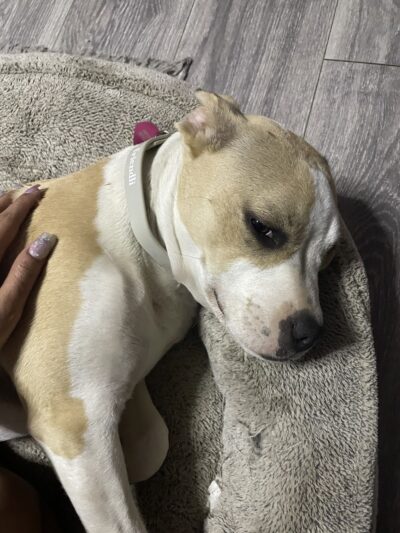 SPCA Albrecht Center for Animal Welfare - Aiken, SC