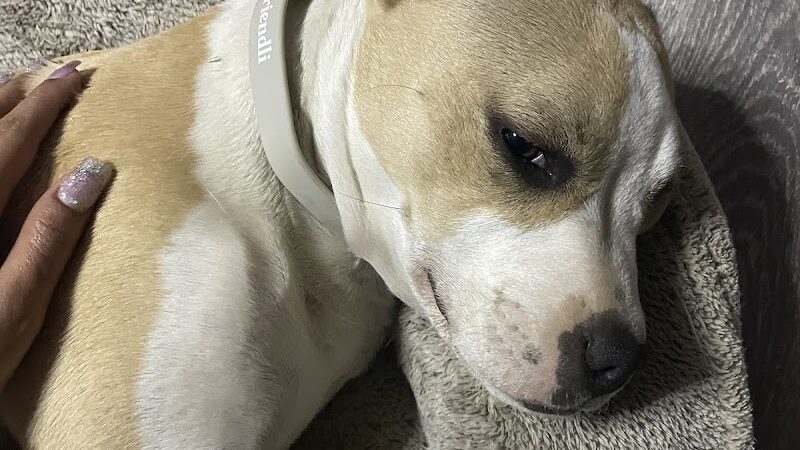 SPCA Albrecht Center for Animal Welfare - Aiken, SC