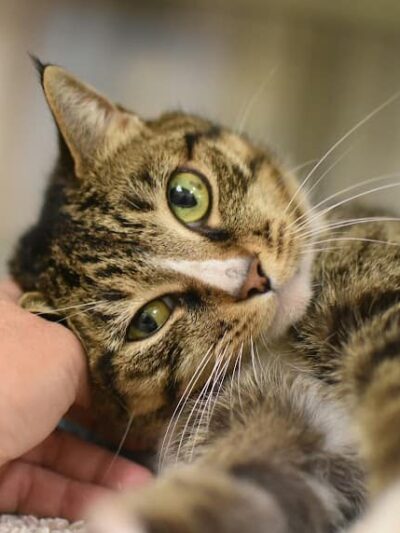 SPCA Albrecht Center for Animal Welfare - Aiken, SC