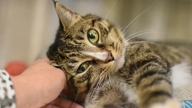 SPCA Albrecht Center for Animal Welfare - Aiken, SC