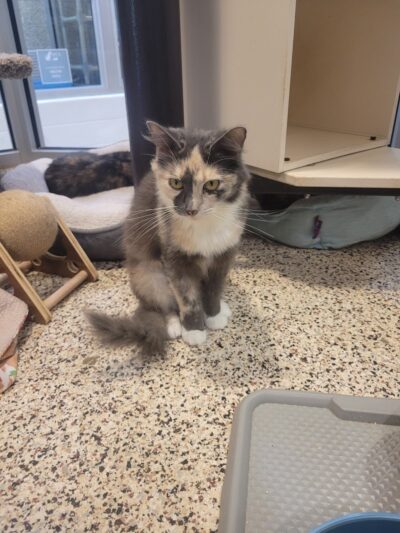 SPCA Albrecht Center for Animal Welfare - Aiken, SC