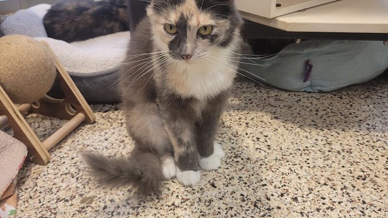 SPCA Albrecht Center for Animal Welfare - Aiken, SC