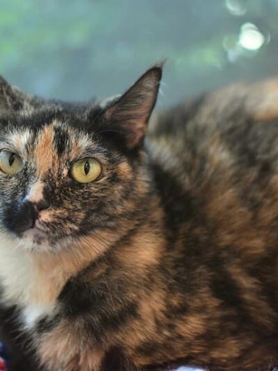 SPCA Albrecht Center for Animal Welfare - Aiken, SC