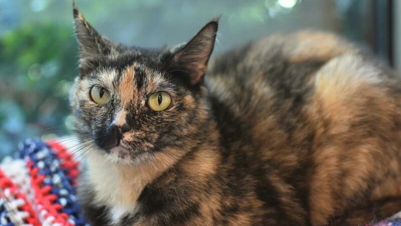 SPCA Albrecht Center for Animal Welfare - Aiken, SC