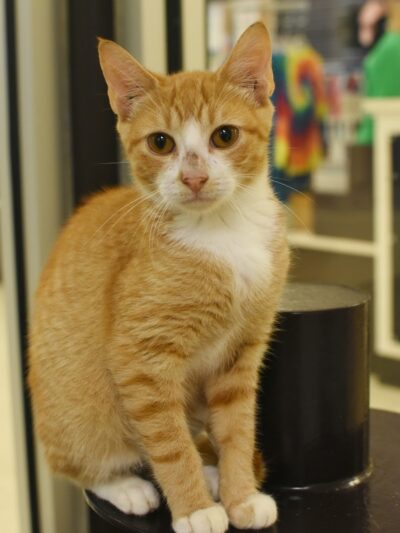 SPCA Albrecht Center for Animal Welfare - Aiken, SC