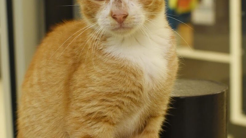 SPCA Albrecht Center for Animal Welfare - Aiken, SC