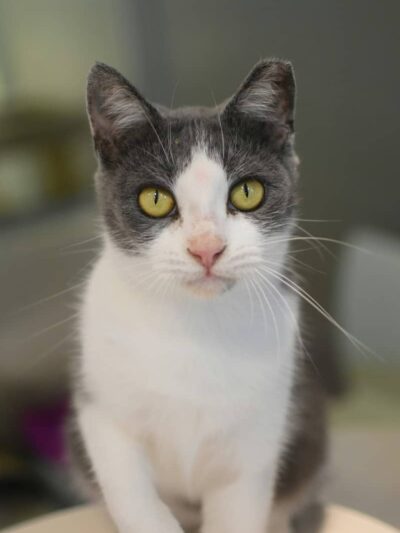 SPCA Albrecht Center for Animal Welfare - Aiken, SC