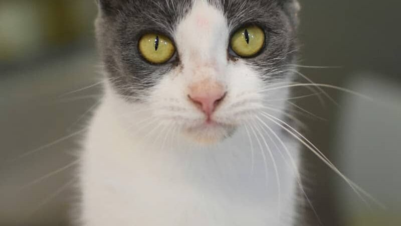 SPCA Albrecht Center for Animal Welfare - Aiken, SC