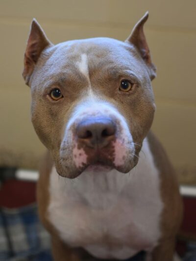 SPCA Albrecht Center for Animal Welfare - Aiken, SC