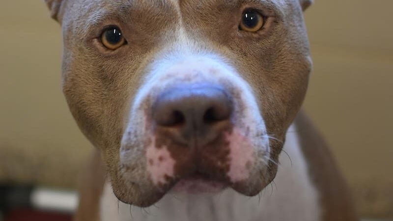 SPCA Albrecht Center for Animal Welfare - Aiken, SC