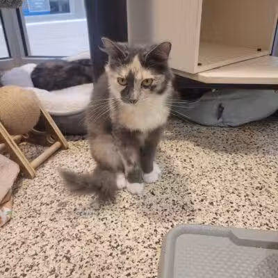 SPCA Albrecht Center for Animal Welfare - Aiken, SC