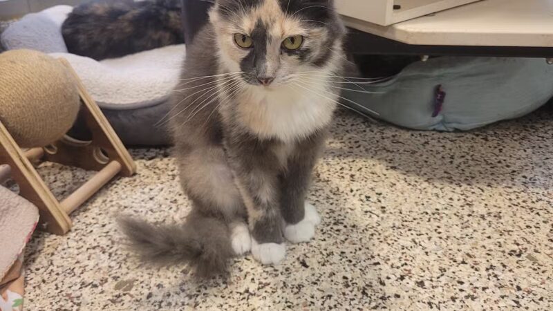 SPCA Albrecht Center for Animal Welfare - Aiken, SC