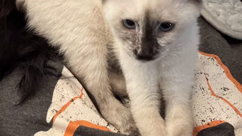 SPCA Albrecht Center for Animal Welfare - Aiken, SC