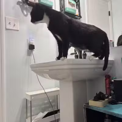SPCA Albrecht Center for Animal Welfare - Aiken, SC