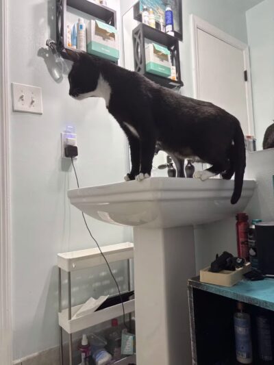 SPCA Albrecht Center for Animal Welfare - Aiken, SC