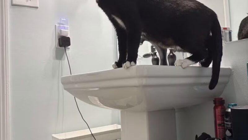 SPCA Albrecht Center for Animal Welfare - Aiken, SC