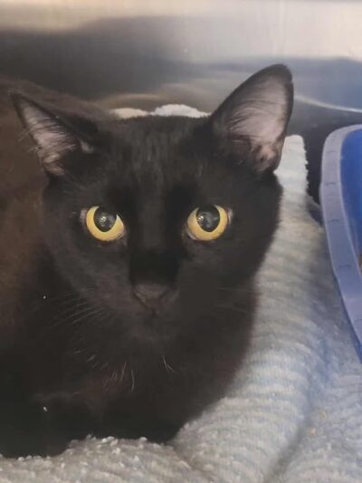 SPCA Albrecht Center for Animal Welfare - Aiken, SC