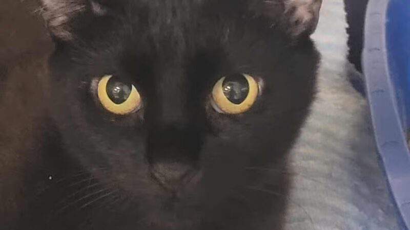 SPCA Albrecht Center for Animal Welfare - Aiken, SC