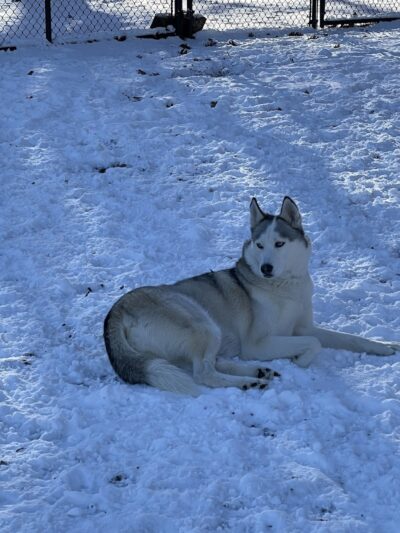 Dog Park - Airmont, NY
