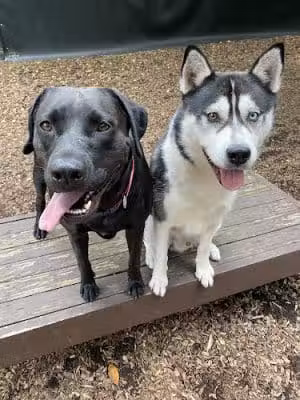 Dog Park - Airmont, NY