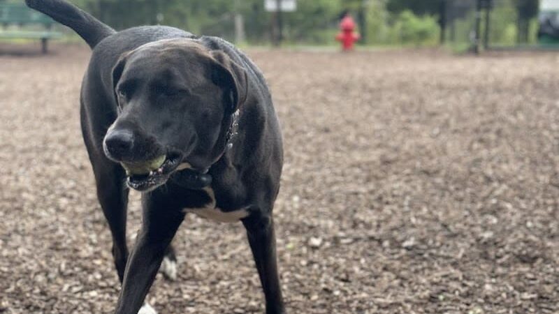 Dog Park - Airmont, NY
