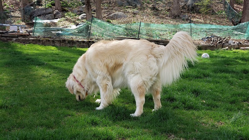 Dog Park - Airmont, NY